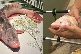 垂钓长江特有鱼种，粉红娇嫩的鱼身，被誉淡水珍品图片