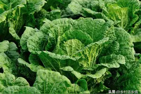种植大白菜和萝卜，为啥要选择在下午或傍晚播种？早上播种会咋样图片