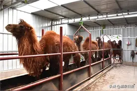骆驼养殖铺就致富路——肃北县马鬃山镇大力发展骆驼产业图片