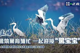 下载“央视新闻”和“央视频”APP，关注乌审慢直播！图片