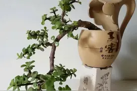 家里的这些“破烂”别扔，做成小花盆，个性又时尚，谁见谁夸图片
