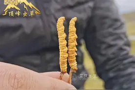 冬虫夏草是什么味道的才正宗图片