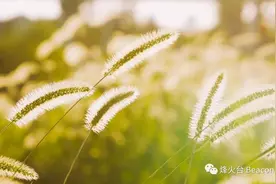 庄子的境界图片