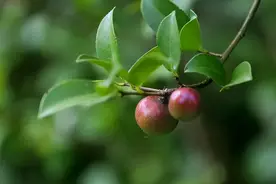 绿色食材纪实连载三：为古法山茶油的前世今生正名图片