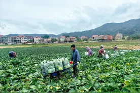 厦门“爱心助农包菜”7天卖出80万斤！图片