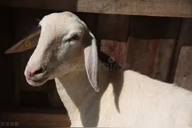 四川凉山半细毛羊养殖技术图片