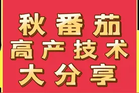 秋番茄高产技术大分享①！(附带好品种推荐)图片