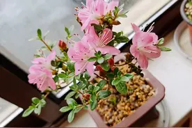 院子想做“花墙”，选11种“爬藤花”，开花美到爆，绝对够震撼图片