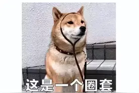 被狗咬，认准这39家门诊打狂犬疫苗！被对象咬的就别添乱了图片