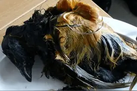 尝一次，此生都会痛苦，因纽特人的全民“美食”，生腌发酵的海雀图片