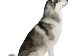老公家的狼狗图片