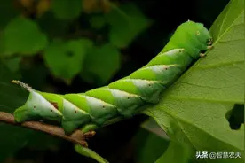 这里的人为何都爱吃这种大青虫子？图片