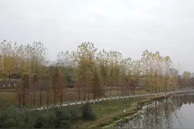 如果父亲还在图片