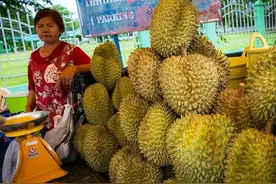 菲律宾榴莲积压超5万吨！面对本国农民央求，菲方彻底坐不住了图片