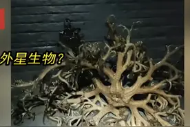 外星生物？男子回家路上偶遇“神秘生物”，张牙舞爪晃动又很怪异图片