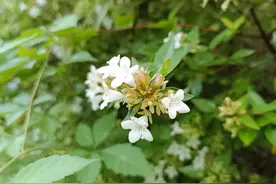 俗语“三树不能砍，福散穷来伴”指的是哪三种树？有什么道理吗？图片