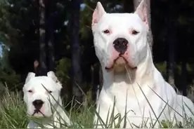 世界十大禁养猛犬排行榜 人人都想养但却被禁的十大犬种图片