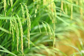 清朝冷知识——聊聊清朝的物价图片