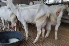 母羊弓腰怎么回事？母羊配完羊以后总是弓腰？养羊经验总结图片