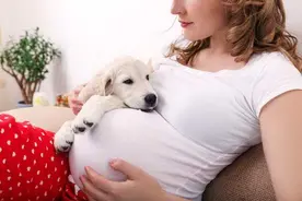 狗狗能知道女主人怀孕吗？怀孕期间养狗狗咬注意什么？图片
