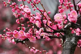 春游赏花，都是什么花？这100个花卉图鉴，给大家做科普，涨知识图片
