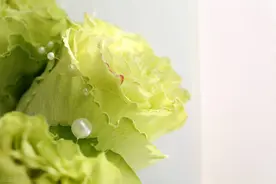 心理测试：凭感觉选一朵花，测别人是怎样议论你的？图片