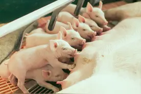母猪难产怎么办？母猪难产的原因及解决方法，养猪人速看图片