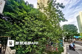 福州街头生长的这种果子能吃不？专家：可食用，但不建议盲目采摘图片