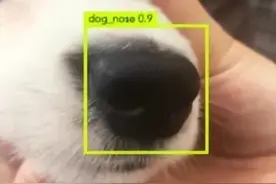 人脸识别算什么，猪狗鸡和鱼脸识别，治好我的脸盲症图片
