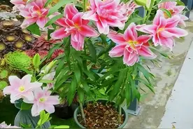 秋天阳台种一盆“百合花”，花大色艳，年年开花爆盆，百事合意图片