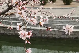 30个落花美句，唯美而不失意境，总有一句你会喜欢！图片