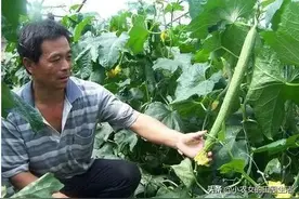 春季种植丝瓜直播好还是移栽好？什么时候播种？农村大爷告诉你图片