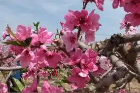 阳春召我以烟景，大块假我以文章图片
