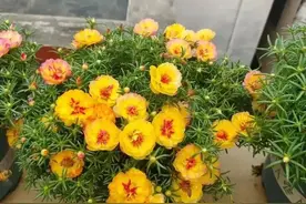 养太阳花，牢记2点，开花密密麻麻，塞满整个花盆图片