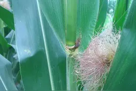 玉米螟危害大，该选哪几种药？建议选这几种，轻松解决，看完明白图片