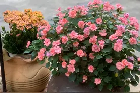 养花高手都知道，6种花最不希望它开花，因为开花意味着“结束”图片