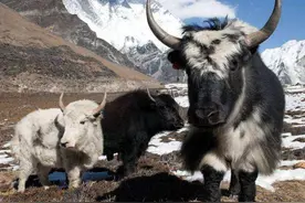 关于西藏，市场上的牦牛肉干只有百分之一是真的吗？西藏特产图片