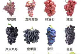 常见葡萄品种与口感，你选对了吗？图片
