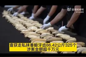黑龙江警方破获涉千万走私抹香鲸牙齿案！香鲸牙齿325个共计86.42千克！涉案1000余万元！图片