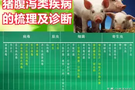 猪只常见的7种腹泻类疾病的鉴别诊断技巧与治疗原则图片