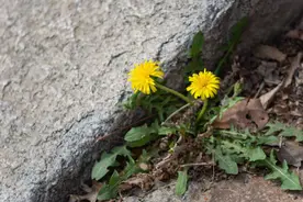 春天少不了的3种野菜，有一种含钙量比牛奶还高，野外随处可见图片
