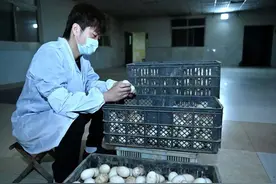 霸州胜芳：唇齿留香的美食在这里图片