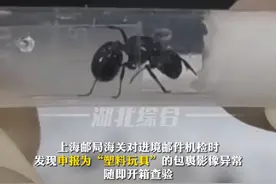 巨型蚂蚁伪装成“塑料玩具”入境，被海关开箱查验，数量达300多只图片