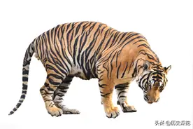 孟加拉虎：世界上最大的猫科动物图片