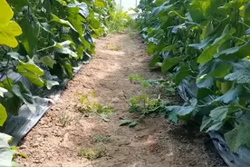 种植瓜果蔬菜，海藻精生根效果好，使用方法很重要，别用错图片