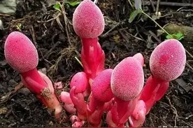 土家名贵中草药人称“回 春 草”，冠似蛇头种植困难，300块钱一斤图片