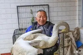 15年，老汉放羊捡到受伤大鹅，养了13天惊动央视，原来此鹅非彼鹅图片