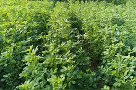 四大优质高蛋白牧草，你认识几个？喂牛羊、猪、家禽都能种图片