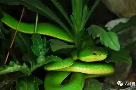 小竹叶青蛇毒性也大，福建一男子徒手捉青竹标幼蛇，很快中毒昏迷图片