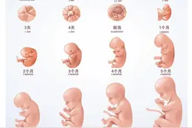 孕期每个月胎儿成长状态及注意事项图片